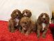 Golden Retriever Puppies for sale in US-69, Gladstone, MO, USA. price: NA