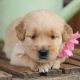 Golden Retriever Puppies for sale in Valido Trail, Laguna Beach, CA 92651, USA. price: $3,000