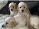 Golden Retriever Puppies for sale in Carson City, NV, USA. price: $3,500