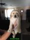 Golden Retriever Puppies for sale in Reynoldsburg, OH, USA. price: NA