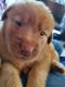 Golden Retriever Puppies for sale in Kinston, NC, USA. price: $175