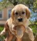 Golden Retriever Puppies for sale in Irvine, CA, USA. price: NA