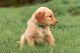 Golden Retriever Puppies for sale in Clear Lake, WA 98235, USA. price: NA