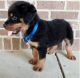 Golden Retriever Puppies for sale in Texas City, TX, USA. price: $1,500