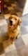 Golden Retriever Puppies for sale in Inwood, WV 25428, USA. price: NA