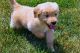 Golden Retriever Puppies for sale in Arvada, CO 80001, USA. price: NA
