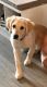 Golden Retriever Puppies for sale in Bluffton, SC 29910, USA. price: NA