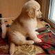 Golden Retriever Puppies for sale in Virginia City, NV 89440, USA. price: NA