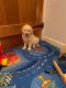Golden Retriever Puppies for sale in Virginia City, NV 89440, USA. price: NA