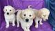 Golden Retriever Puppies for sale in Buffalo Grove, IL, USA. price: $850