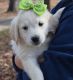 Golden Retriever Puppies for sale in Tennessee City, TN 37055, USA. price: NA