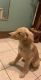 Golden Retriever Puppies for sale in Brooklyn, NY 11203, USA. price: NA