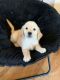 Golden Retriever Puppies for sale in Peyton, CO 80831, USA. price: $1,950