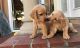 Golden Retriever Puppies for sale in Albany, NY, USA. price: NA