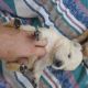Golden Retriever Puppies for sale in Salem, MA, USA. price: $3,000