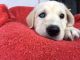 Golden Retriever Puppies for sale in Waxahachie, TX, USA. price: NA