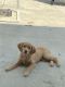 Golden Retriever Puppies for sale in Monrovia, IN 46157, USA. price: NA
