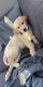 Golden Retriever Puppies for sale in Springfield, MO, USA. price: $1,200