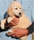 Golden Retriever Puppies for sale in Pensacola, FL, USA. price: $500