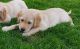 Golden Retriever Puppies for sale in Manhattan, New York, NY, USA. price: NA