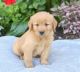 Golden Retriever Puppies for sale in Seattle, WA, USA. price: NA