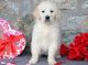 Golden Retriever Puppies for sale in Clearwater, FL, USA. price: $380