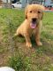 Golden Retriever Puppies for sale in Long Branch, NJ 07740, USA. price: $3,000