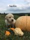Golden Retriever Puppies for sale in Carbondale, IL, USA. price: NA