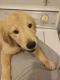Golden Retriever Puppies for sale in Glendale, AZ, USA. price: $1,200