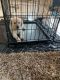 Golden Retriever Puppies for sale in Yuba City, CA, USA. price: NA