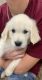 Golden Retriever Puppies for sale in Kennesaw, GA, USA. price: NA