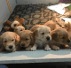 Golden Retriever Puppies for sale in Atlanta, GA, USA. price: $400