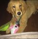 Golden Retriever Puppies for sale in 3842 W Ave 41, Los Angeles, CA 90065, USA. price: NA