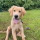 Golden Retriever Puppies for sale in Waterbury, CT, USA. price: $1,000