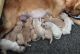 Golden Retriever Puppies for sale in Salisbury, NC, USA. price: NA