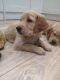 Golden Retriever Puppies for sale in 32541 Grinsell Dr, Warren, MI 48092, USA. price: NA