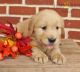 Golden Retriever Puppies for sale in 32541 Grinsell Dr, Warren, MI 48092, USA. price: $900