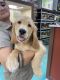 Golden Retriever Puppies for sale in Tampa, FL, USA. price: $5,500