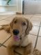 Golden Retriever Puppies for sale in 11735 N Skywire Way, Oro Valley, AZ 85737, USA. price: $4,000