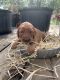 Golden Retriever Puppies for sale in Kamiah, ID 83536, USA. price: NA
