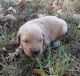 Golden Retriever Puppies for sale in Schell City, MO 64783, USA. price: $900