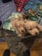 Golden Retriever Puppies for sale in Spring Hill, TN, USA. price: NA