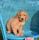 Golden Retriever Puppies for sale in NY State Thruway, New York, USA. price: NA
