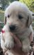 Golden Retriever Puppies for sale in Kings Mountain, NC 28086, USA. price: $750