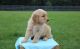 Golden Retriever Puppies for sale in Atlanta, GA, USA. price: $350