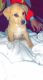 Golden Retriever Puppies for sale in 2360 W Broad St, Athens, GA 30606, USA. price: NA