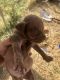 Golden Retriever Puppies for sale in Kellyville, OK, USA. price: NA