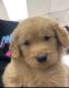 Golden Retriever Puppies for sale in Fort Lauderdale, FL, USA. price: $2,000