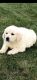 Golden Retriever Puppies for sale in Staten Island, NY, USA. price: NA