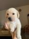 Golden Retriever Puppies for sale in Spokane, WA, USA. price: $450
